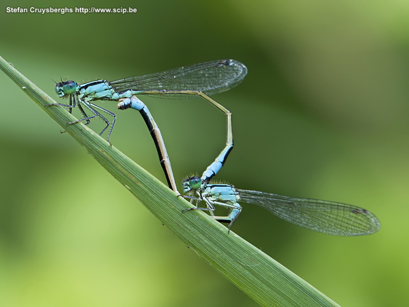 Insects - Blue-tailed Damselflies Some macro photos of dragonflies, beetles and grashoppers. Stefan Cruysberghs